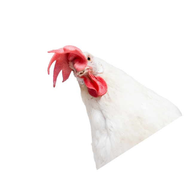 Upside down chicken