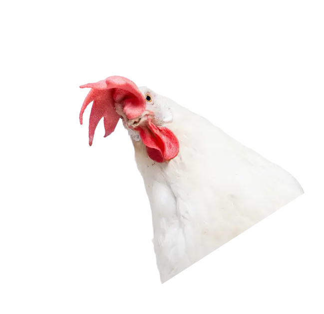 Upside down chicken